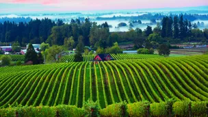 (C) Andrea Johnson - Sokol Blosser, one of Oregon’s oldest wineries, is tucked in the hills of Dundee.
