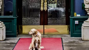 Dog at Hotel Monaco