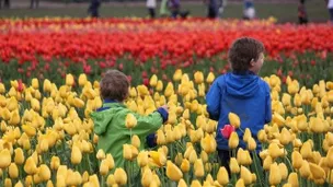 Kids playing among the tulips in Oregon